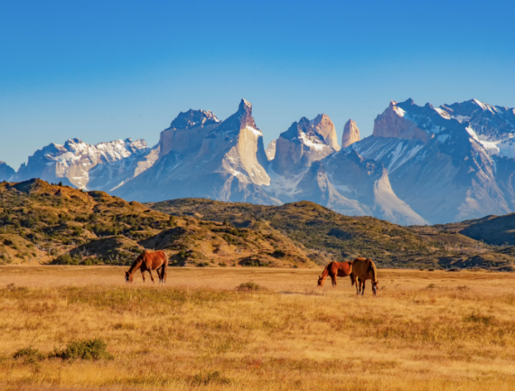 Chevaux de pâturage devant une chaîne de montagne, Patagonie, Torres del Paine, Chili
