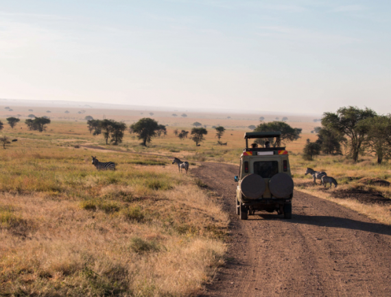 Zèbres et gnous lors d'un safari dans le parc national du Serengeti, Tanzanie