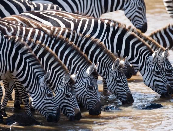 Safari