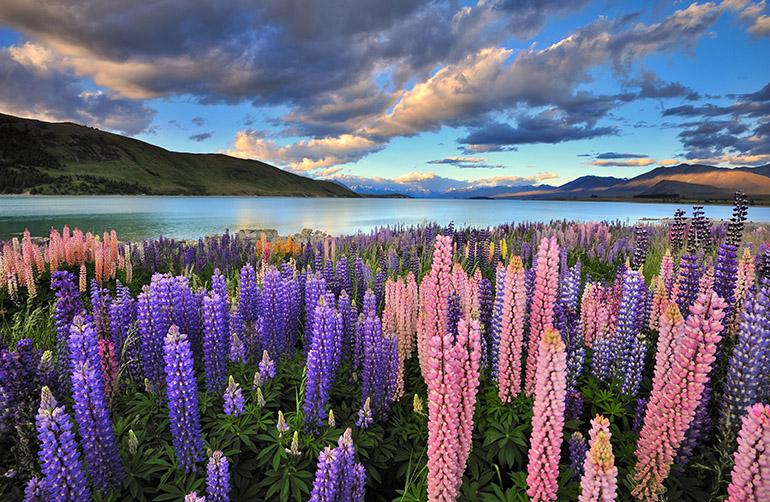 © nadlyaizat - Istock Lupins sur la rive du Lac Tekapo, Nouvelle Zélande.