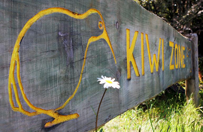 © Gina Smith - Adobe stock Kiwi - Nouvelle Zelande