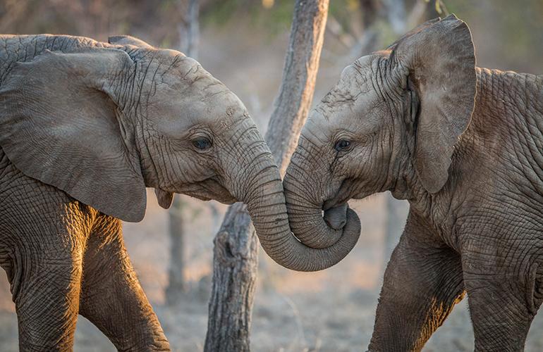 © simoneemanphoto - Allibert Trekking Eléphants jouant dans le Parc Kruger, Afrique du Sud