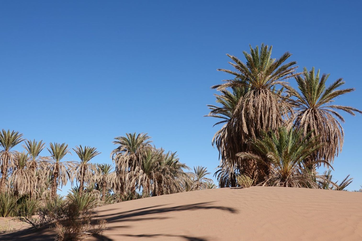 Caravane désert Sur la trace des caravanes Trekking Maroc